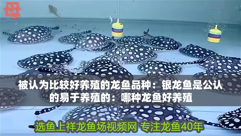 被認(rèn)為比較好養(yǎng)殖的龍魚品種：銀龍魚是公認(rèn)的易于養(yǎng)殖的：哪種龍魚好養(yǎng)殖