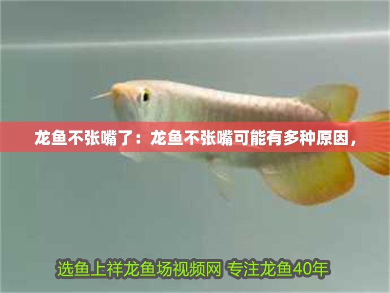 龍魚不張嘴了：龍魚不張嘴可能有多種原因，