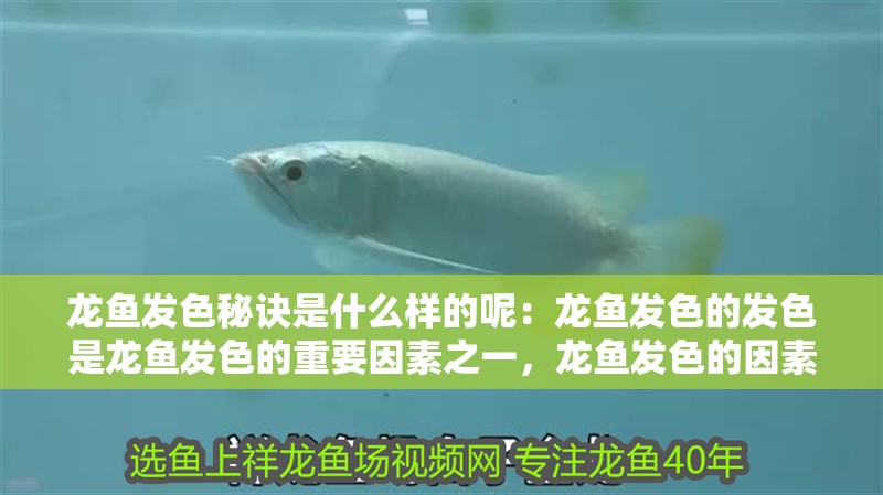龍魚發色秘訣是什么樣的呢：龍魚發色的發色是龍魚發色的重要因素之一，龍魚發色的因素