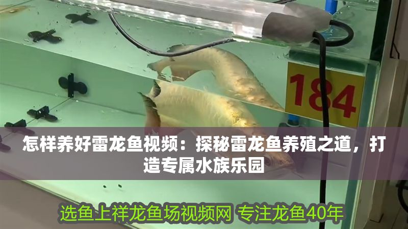 怎樣養好雷龍魚視頻:探秘雷龍魚養殖之道,打造專屬水族樂園 龍魚百科 第1張 怎樣養好雷龍魚視頻:探秘雷龍魚養殖之道,打造專屬水族樂園 怎樣養好雷龍魚視頻:探秘雷龍魚養殖之道,打造專屬水族樂園 龍魚百科 第1張