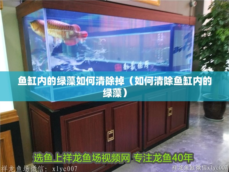 魚缸內的綠藻如何清除掉（如何清除魚缸內的綠藻）