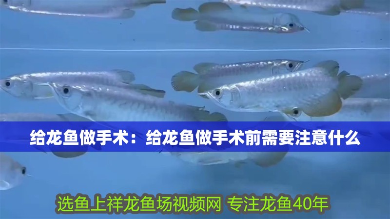 給龍魚做手術：給龍魚做手術前需要注意什么