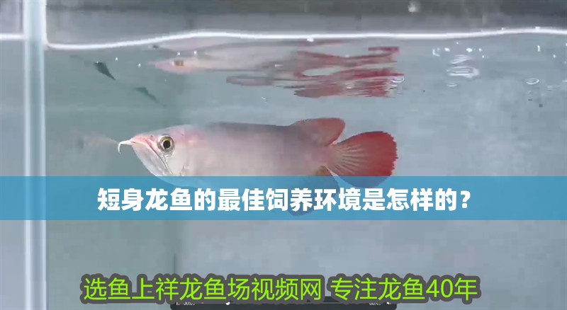 短身龍魚的最佳飼養(yǎng)環(huán)境是怎樣的？ 短身龍魚的最佳飼養(yǎng)環(huán)境是怎樣的？ 龍魚百科