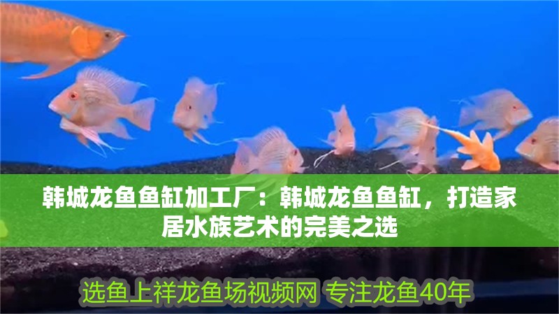 韓城龍魚魚缸加工廠：韓城龍魚魚缸，打造家居水族藝術的完美之選