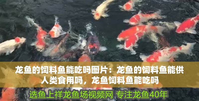 龍魚的飼料魚能吃嗎圖片：龍魚的飼料魚能供人類食用嗎，龍魚飼料魚能吃嗎