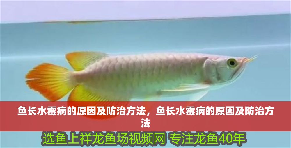 魚長水霉病的原因及防治方法，魚長水霉病的原因及防治方法