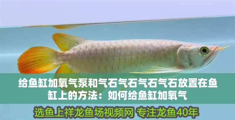給魚缸加氧氣泵和氣石氣石氣石氣石放置在魚缸上的方法：如何給魚缸加氧氣
