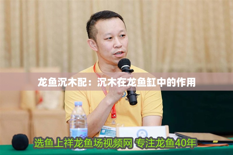 龍魚沉木配：沉木在龍魚缸中的作用