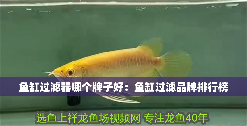 魚缸過濾器哪個牌子好：魚缸過濾品牌排行榜