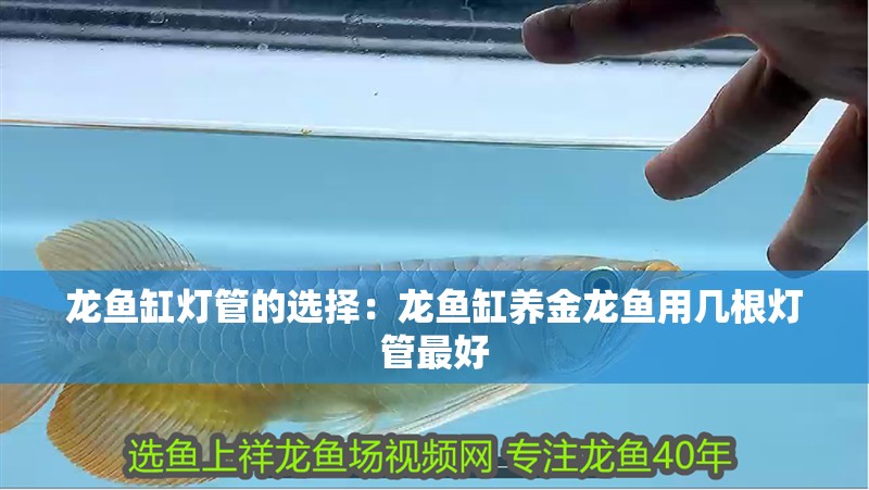 龍魚(yú)缸燈管的選擇：龍魚(yú)缸養(yǎng)金龍魚(yú)用幾根燈管最好