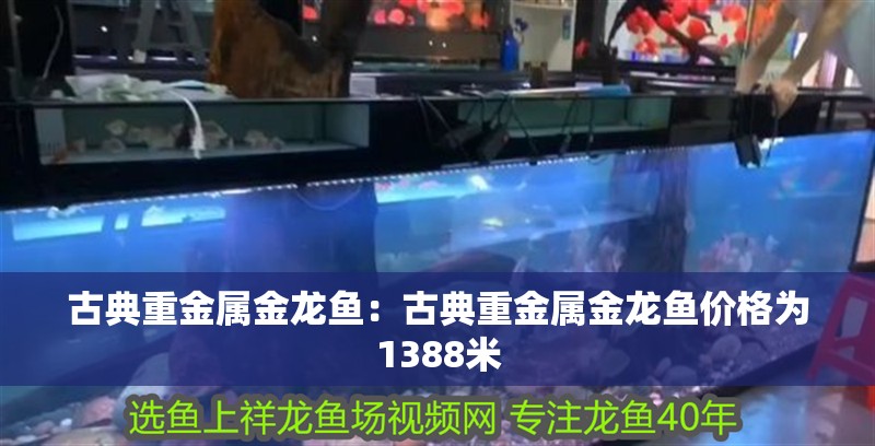 古典重金屬金龍魚：古典重金屬金龍魚價格為1388米 古典重金屬金龍魚：古典重金屬金龍魚價格為1388米 龍魚百科