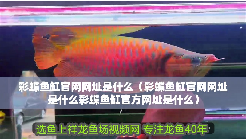 彩蝶魚缸官網網址是什么（彩蝶魚缸官網網址是什么彩蝶魚缸官方網址是什么）