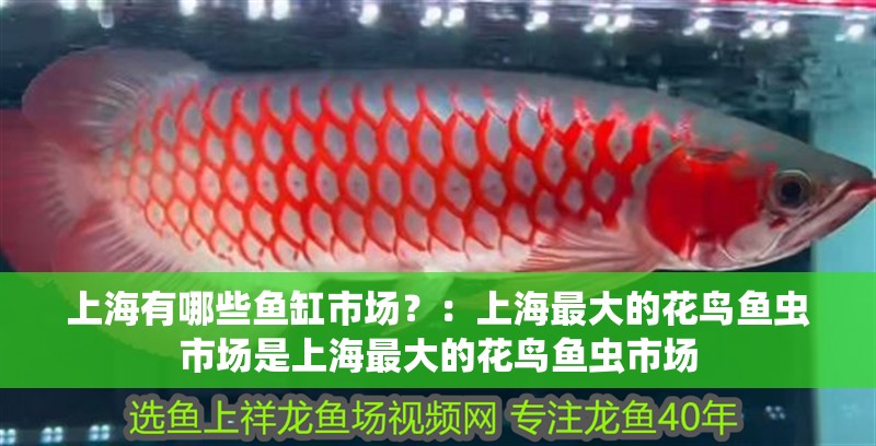 上海有哪些魚缸市場？：上海最大的花鳥魚蟲市場是上海最大的花鳥魚蟲市場