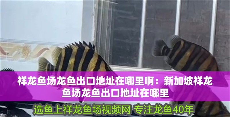 祥龍魚場(chǎng)龍魚出口地址在哪里啊：新加坡祥龍魚場(chǎng)龍魚出口地址在哪里