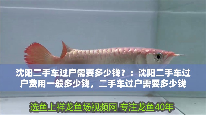 沈陽二手車過戶需要多少錢？：沈陽二手車過戶費用一般多少錢，二手車過戶需要多少錢