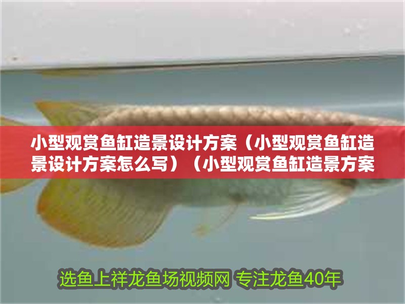 小型觀賞魚缸造景設計方案（小型觀賞魚缸造景設計方案怎么寫）（小型觀賞魚缸造景方案）