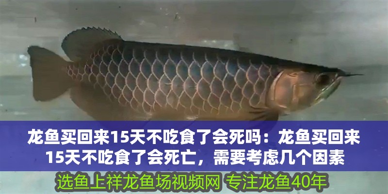 龍魚買回來15天不吃食了會死嗎：龍魚買回來15天不吃食了會死亡，需要考慮幾個因素