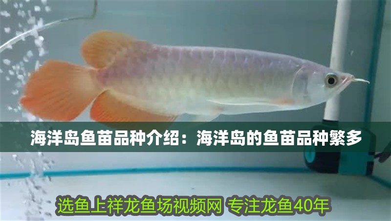 海洋島魚(yú)苗品種介紹：海洋島的魚(yú)苗品種繁多