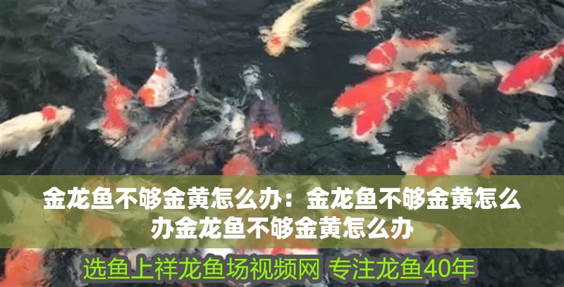 金龍魚不夠金黃怎么辦：金龍魚不夠金黃怎么辦金龍魚不夠金黃怎么辦