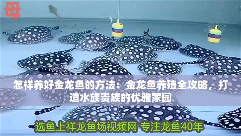 怎樣養好金龍魚的方法：金龍魚養殖全攻略，打造水族貴族的優雅家園