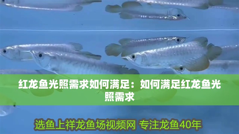 紅龍魚光照需求如何滿足：如何滿足紅龍魚光照需求