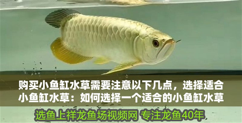 購買小魚缸水草需要注意以下幾點，選擇適合小魚缸水草：如何選擇一個適合的小魚缸水草