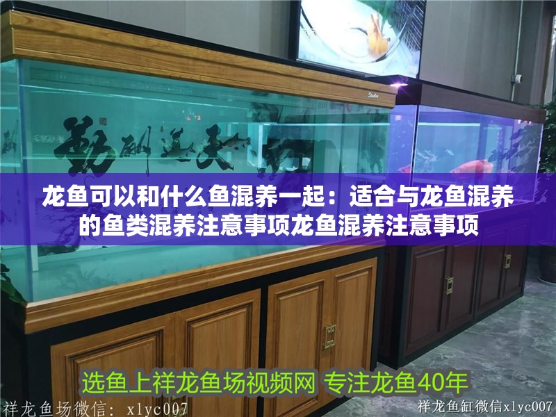 龍魚可以和什么魚混養一起：適合與龍魚混養的魚類混養注意事項龍魚混養注意事項