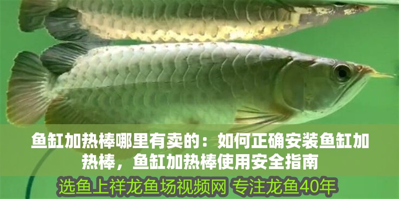 鸚鵡魚和銀龍魚混養怎樣喂食 魚缸加熱棒哪里有賣的:如何正確安裝魚缸加熱棒,魚缸加熱棒使用安全指南 魚缸百科 魚缸加熱棒哪里有賣的:如何正確安裝魚缸加熱棒,魚缸加熱棒使用安全指南 魚缸加熱棒哪里有賣的:如何正確安裝魚缸加熱棒,魚缸加熱棒使用安全指南 魚缸百科