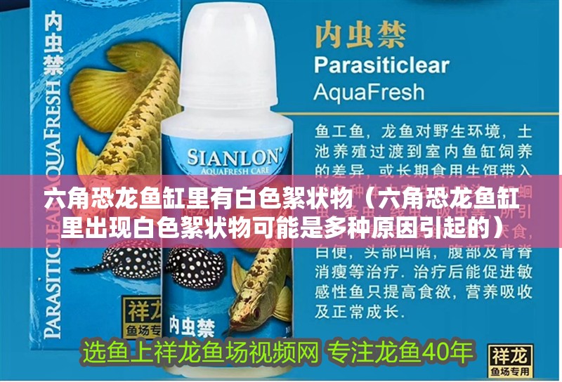 六角恐龍魚缸里有白色絮狀物（六角恐龍魚缸里出現(xiàn)白色絮狀物可能是多種原因引起的）