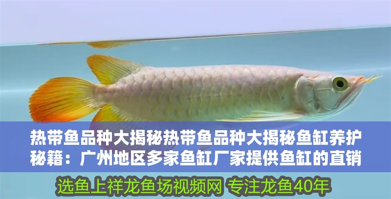 熱帶魚品種大揭秘熱帶魚品種大揭秘魚缸養護秘籍：廣州地區多家魚缸廠家提供魚缸的直銷服務 熱帶魚品種大揭秘熱帶魚品種大揭秘魚缸養護秘籍：廣州地區多家魚缸廠家提供魚缸的直銷服務 魚缸百科