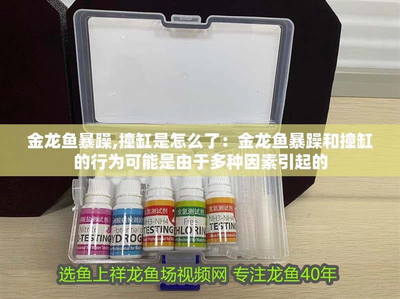 金龍魚暴躁,撞缸是怎么了：金龍魚暴躁和撞缸的行為可能是由于多種因素引起的 金龍魚暴躁,撞缸是怎么了：金龍魚暴躁和撞缸的行為可能是由于多種因素引起的 龍魚百科