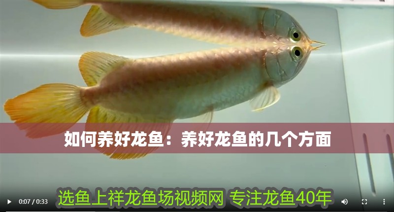 如何養(yǎng)好龍魚(yú)：養(yǎng)好龍魚(yú)的幾個(gè)方面