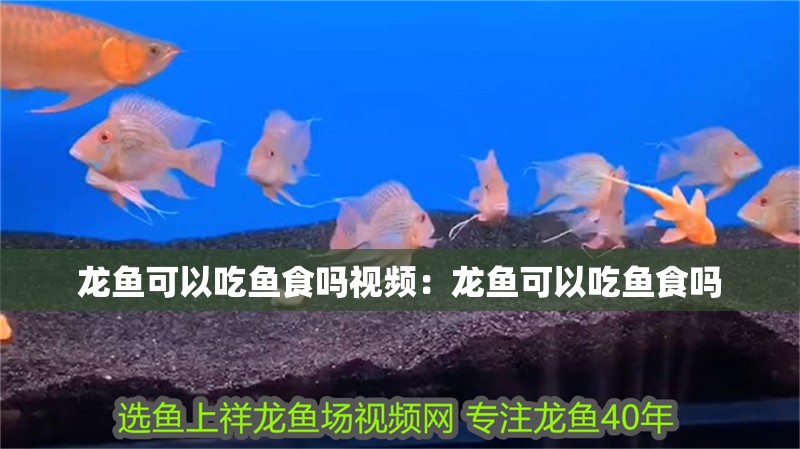 龍魚可以吃魚食嗎視頻：龍魚可以吃魚食嗎