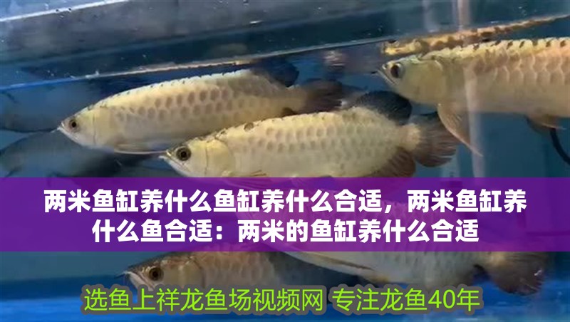 兩米魚缸養什么魚缸養什么合適，兩米魚缸養什么魚合適：兩米的魚缸養什么合適