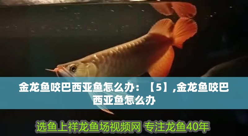 金龍魚(yú)咬巴西亞魚(yú)怎么辦：【5】,金龍魚(yú)咬巴西亞魚(yú)怎么辦