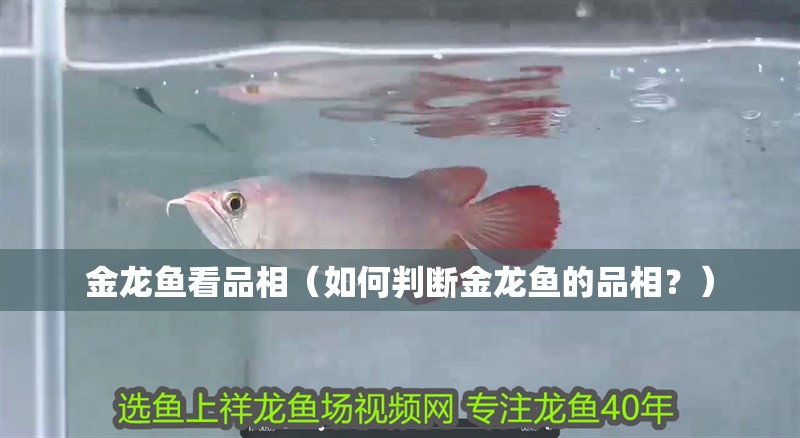 金龍魚看品相（如何判斷金龍魚的品相？）