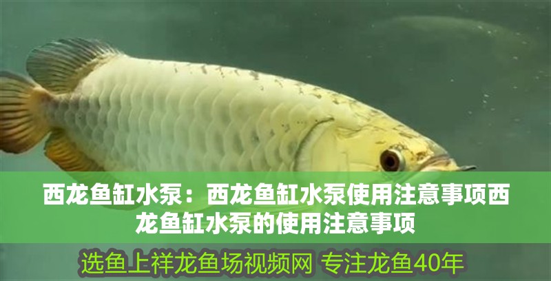 西龍魚缸水泵：西龍魚缸水泵使用注意事項西龍魚缸水泵的使用注意事項 西龍魚缸水泵：西龍魚缸水泵使用注意事項西龍魚缸水泵的使用注意事項 龍魚百科