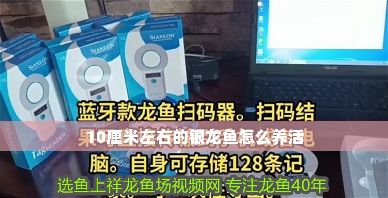 10厘米左右的銀龍魚怎么養活