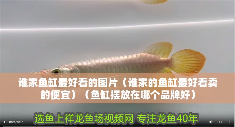 誰家魚缸最好看的圖片（誰家的魚缸最好看賣的便宜）（魚缸擺放在哪個品牌好）