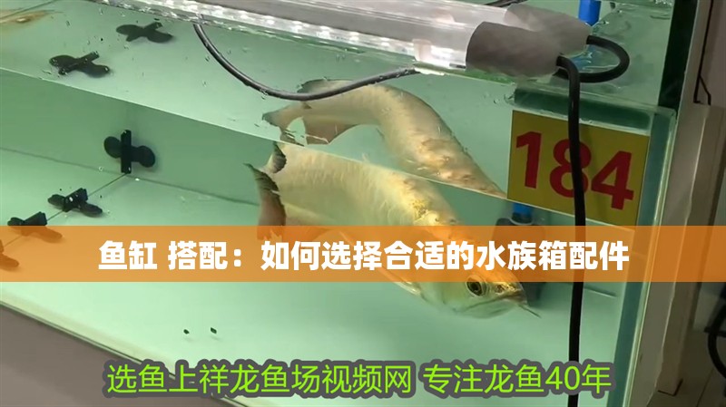 魚缸 搭配：如何選擇合適的水族箱配件