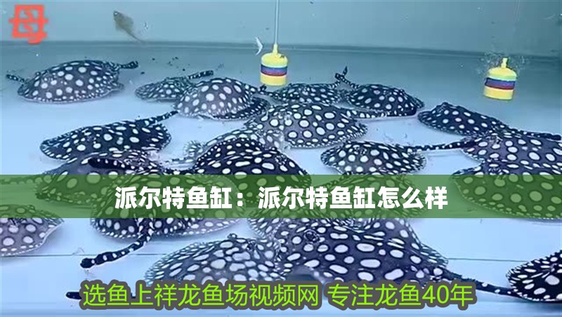 派爾特魚缸：派爾特魚缸怎么樣