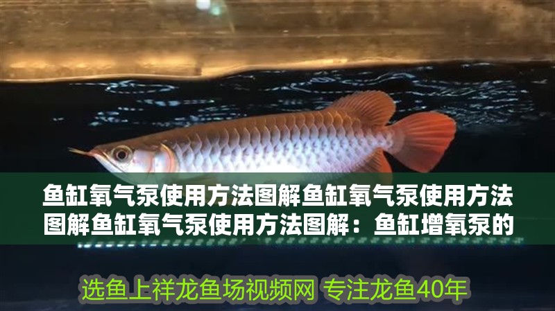 給大魚缸換水的作文:體驗給大魚缸換水的樂趣:體驗給大魚缸換水:給大魚缸換水的作文 魚缸氧氣泵使用方法圖解魚缸氧氣泵使用方法圖解魚缸氧氣泵使用方法圖解:魚缸增氧泵的使用方法 魚缸百科 魚缸氧氣泵使用方法圖解魚缸氧氣泵使用方法圖解魚缸氧氣泵使用方法圖解:魚缸增氧泵的使用方法 魚缸氧氣泵使用方法圖解魚缸氧氣泵使用方法圖解魚缸氧氣泵使用方法圖解:魚缸增氧泵的使用方法 魚缸百科