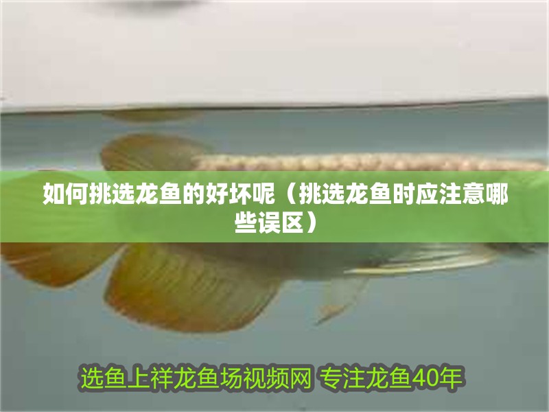 如何挑選龍魚的好壞呢（挑選龍魚時應注意哪些誤區） 如何挑選龍魚的好壞呢（挑選龍魚時應注意哪些誤區） 龍魚百科