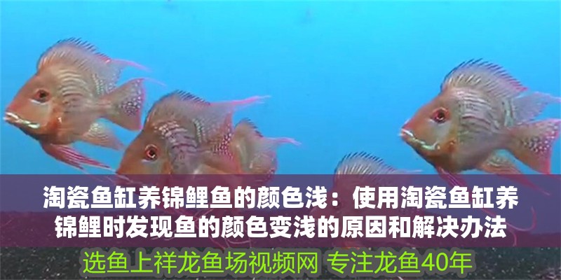 淘瓷魚缸養錦鯉魚的顏色淺：使用淘瓷魚缸養錦鯉時發現魚的顏色變淺的原因和解決辦法