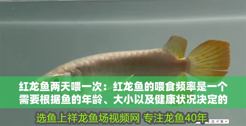 紅龍魚兩天喂一次：紅龍魚的喂食頻率是一個需要根據魚的年齡、大小以及健康狀況決定的問題