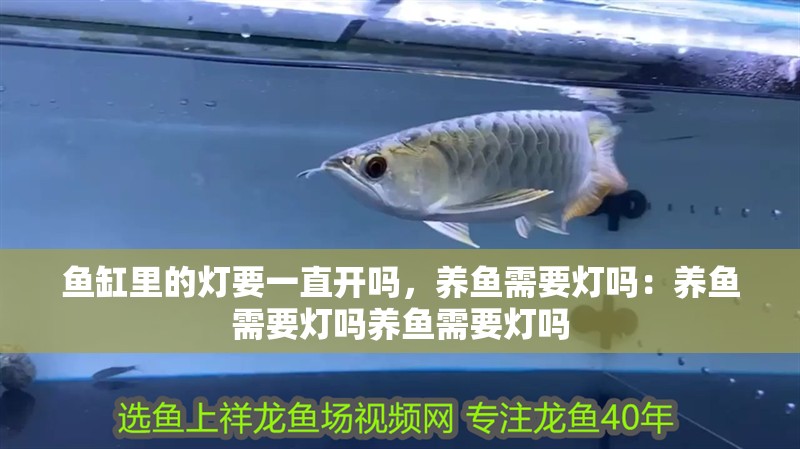 魚缸里的燈要一直開(kāi)嗎，養(yǎng)魚需要燈嗎：養(yǎng)魚需要燈嗎養(yǎng)魚需要燈嗎 魚缸里的燈要一直開(kāi)嗎，養(yǎng)魚需要燈嗎：養(yǎng)魚需要燈嗎養(yǎng)魚需要燈嗎 魚缸百科