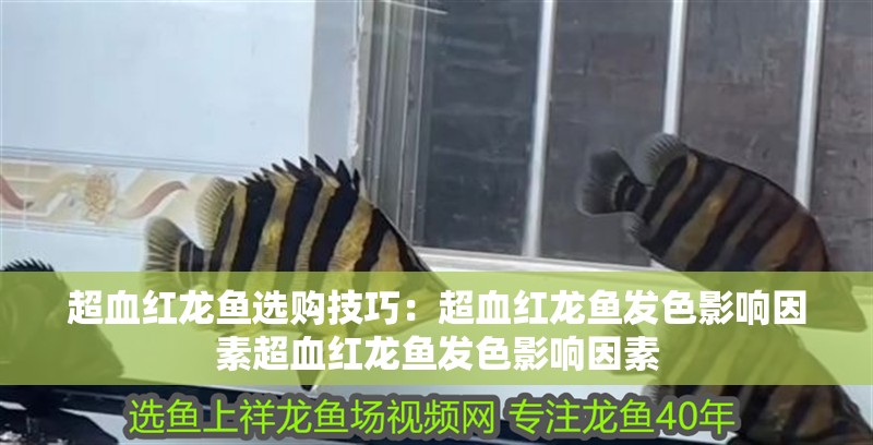 超血紅龍魚選購(gòu)技巧：超血紅龍魚發(fā)色影響因素超血紅龍魚發(fā)色影響因素 超血紅龍魚選購(gòu)技巧：超血紅龍魚發(fā)色影響因素超血紅龍魚發(fā)色影響因素 龍魚百科