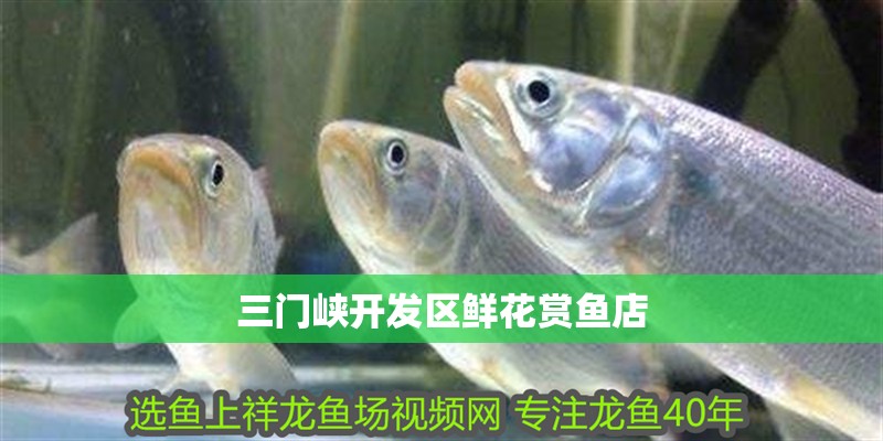 三門峽開發區鮮花賞魚店