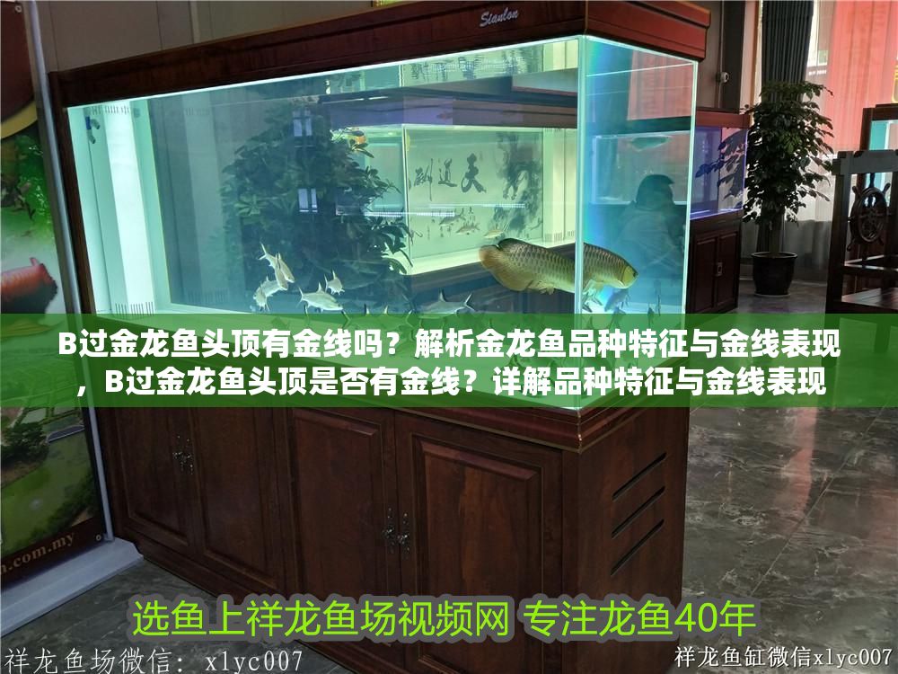 B過金龍魚頭頂有金線嗎？解析金龍魚品種特征與金線表現(xiàn)，B過金龍魚頭頂是否有金線？詳解品種特征與金線表現(xiàn)