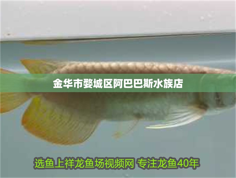 金華市婺城區(qū)阿巴巴斯水族店 金華市婺城區(qū)阿巴巴斯水族店 全國水族館企業(yè)名錄